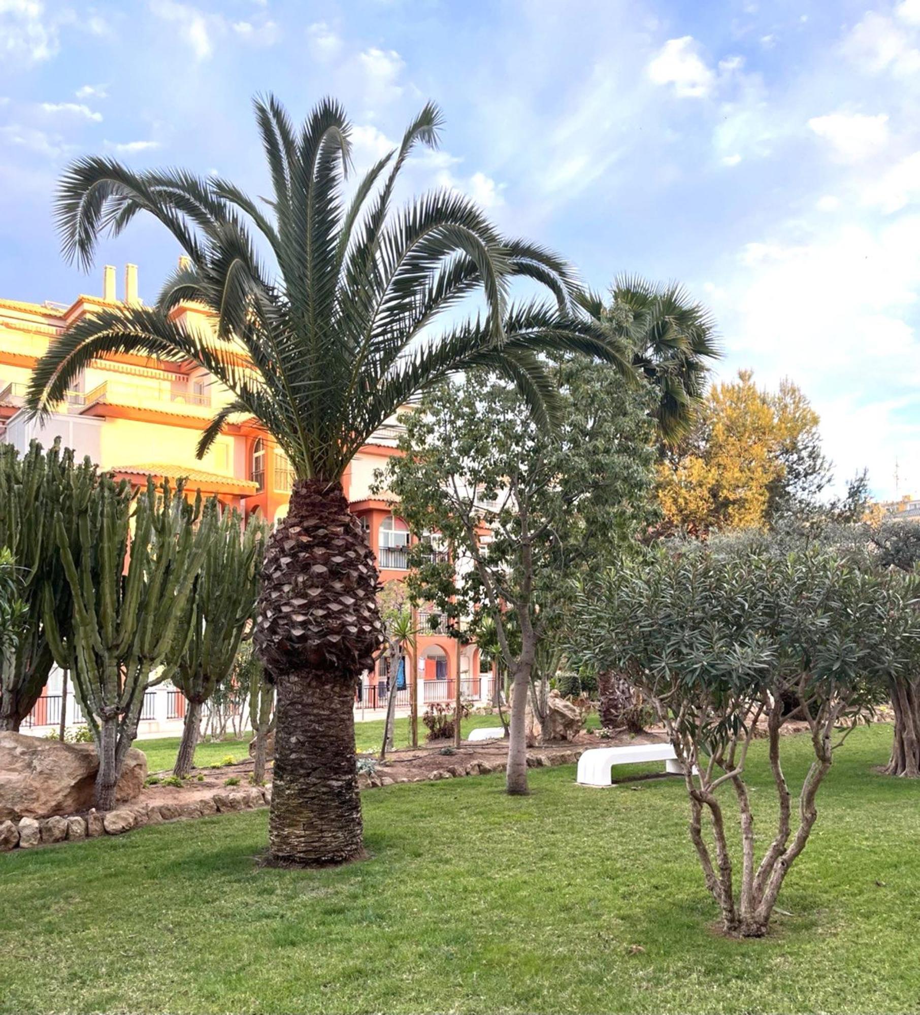 Grace Leilighet Torrevieja Eksteriør bilde